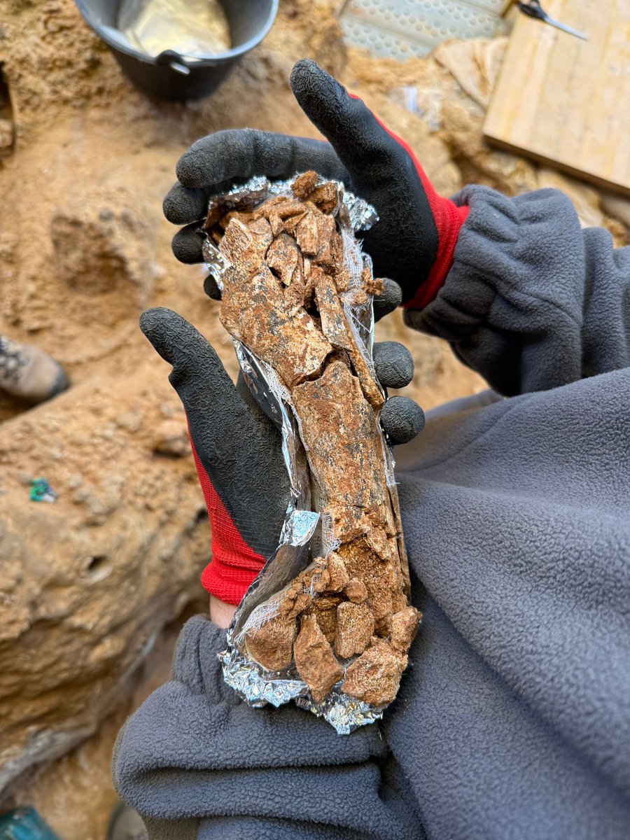 CENIEH_CRLAB's tweet image. #ICTSNews
#Atapuerca2025
🤓 Intervenimos in situ uno de los primeros restos que han aparecido en #TD03, en Dolina Baja. La mayoría, no necesitan ninguna actuación específica de #conservación, mas allá de una buena excavación 😏
@FATAPUERCA @CENIEH
