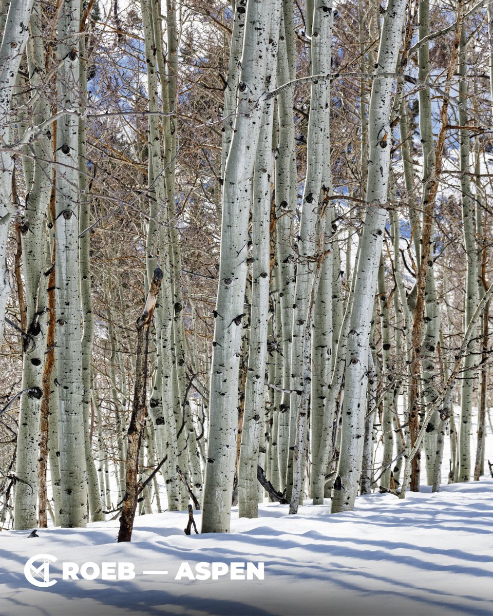 cmroeb's tweet image. 🏔️ BRB, moving into a cabin and becoming a full-time mountain person.
 🏞️ Best Hikes in Aspen — 💡 Pro Tip: Hike to Cathedral Lake or Crater Lake! Stunning alpine lakes with breathtaking mountain views !
 #HikingAspen #ColoradoTrails #OutdoorEscape #AspenAdventures