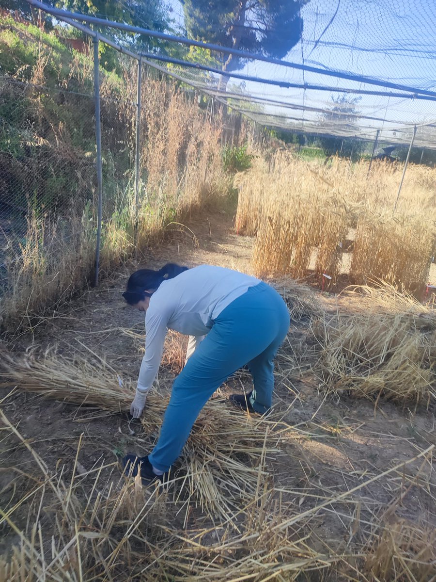 Mejora Genetica De Plantas UPM-Plant Breeding UPM (@mejoraupm) on Twitter photo Otro año más de cosecha 🌾en los campos🚜 <a href="/etsiaab/">ETSIAAB / #AlimentaElFuturo</a> <a href="/La_UPM/">Universidad Politécnica de Madrid</a> #harvesting #LocalWheat PID2023-149520OB-C21 ¡Gracias, Paco! Otro año más de cosecha 🌾en los campos🚜 <a href="/etsiaab/">ETSIAAB / #AlimentaElFuturo</a> <a href="/La_UPM/">Universidad Politécnica de Madrid</a> #harvesting #LocalWheat PID2023-149520OB-C21 ¡Gracias, Paco!