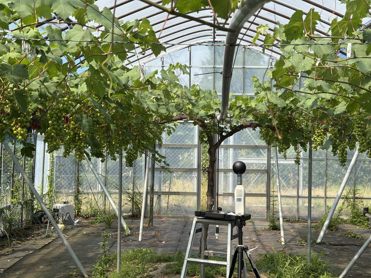 OhashiOUS's tweet image. 岡山理科大学ワイン研究センターのブドウ圃場にて、暑さ指数(WBGT)を計測中。
ビニルハウス内での作業は、熱中症にくれぐれも注意しましょう!
写真はマスカット オブ アレキサンドリア。