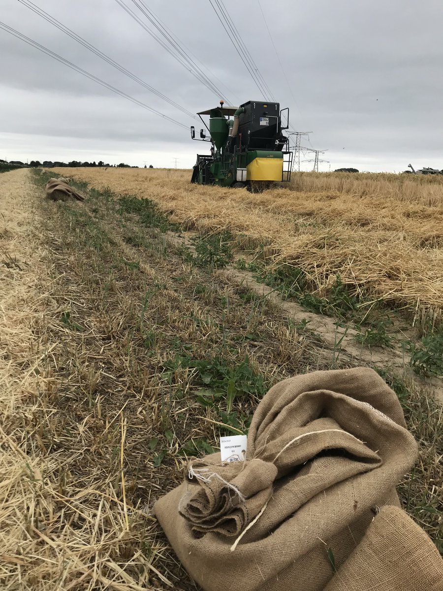 Les moissons sont lancées à Cappelle-en-Pévèle ! 🚜

Cette semaine, nos équipes de la Sélection conservatrice ont donné le top départ avec la récolte des dépôts espagnols d’orge, parmi les variétés les plus précoces. 🌾

Et pour vous, la moisson approche ? 😄