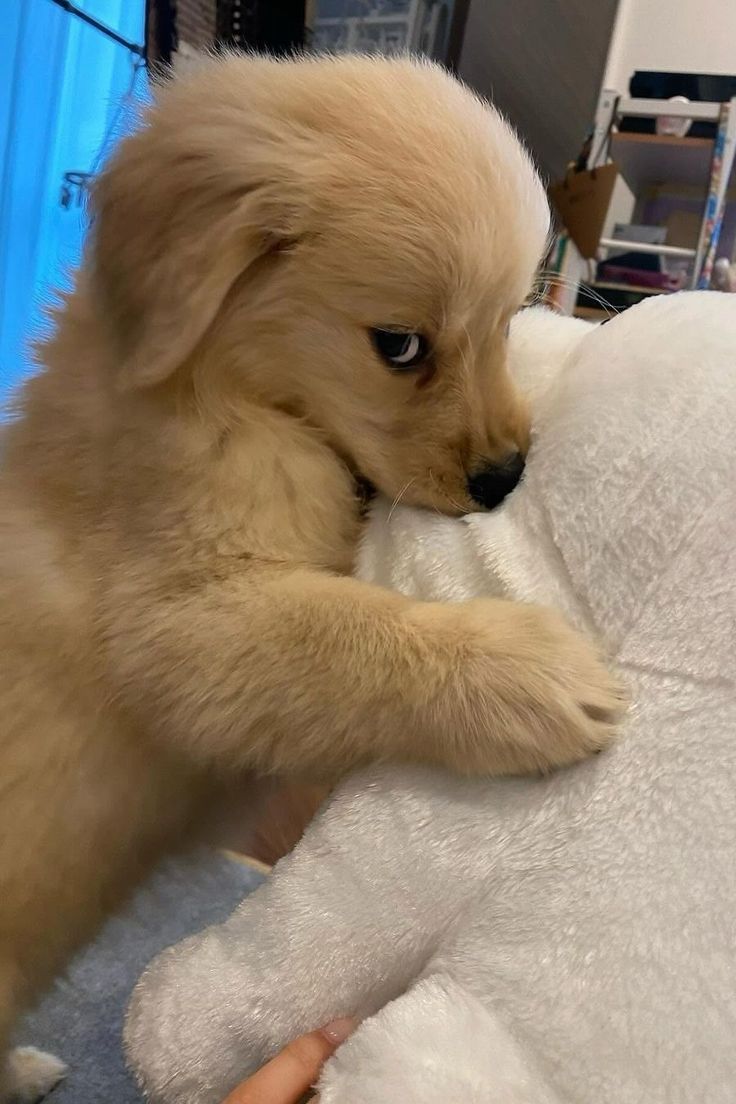 Popularpuppies © tweet media