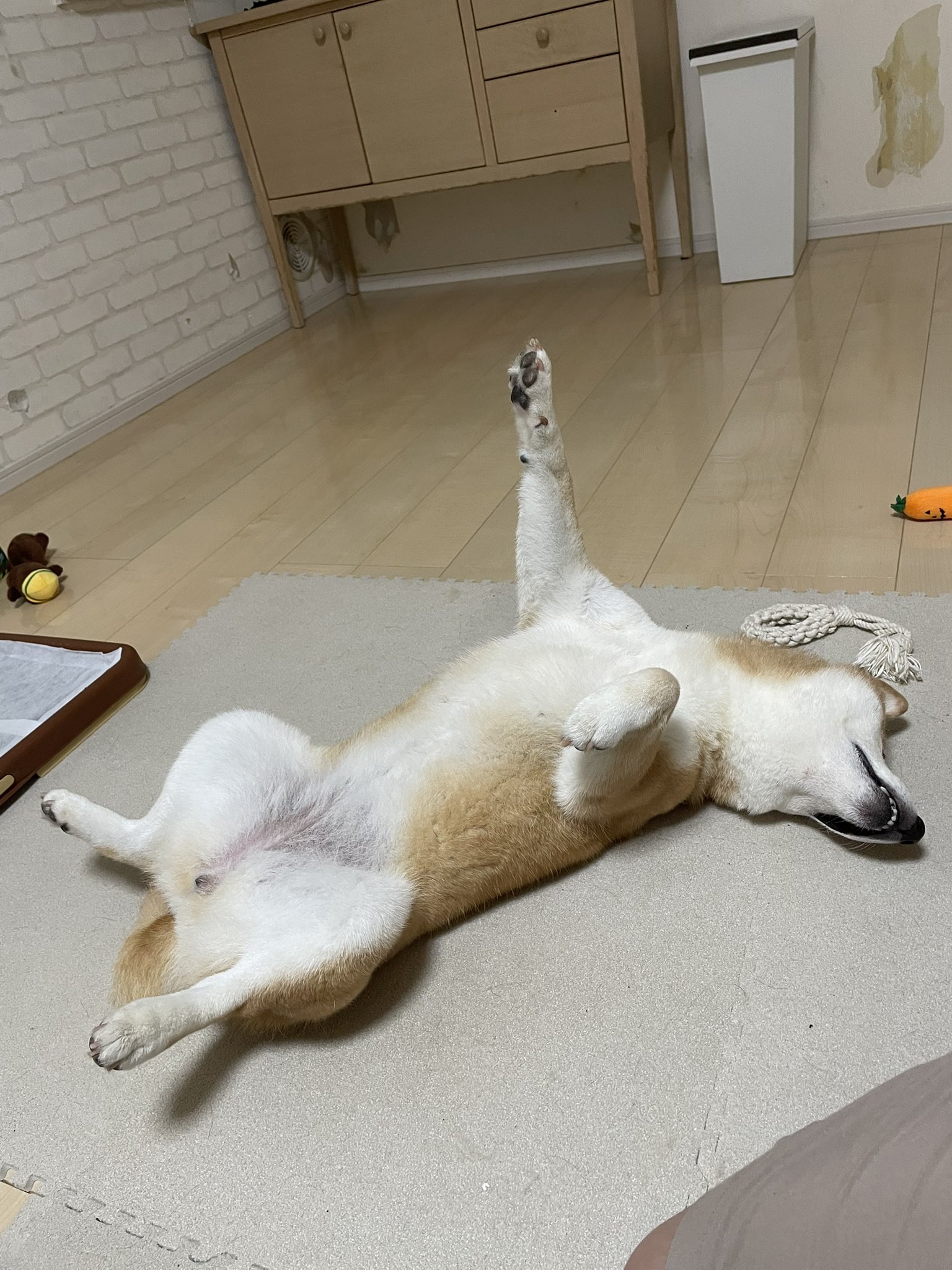 柴犬ふぅ (@ShibaFuu0517) / X