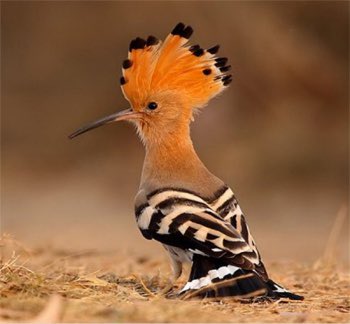 الهدهد
الهدهاد
كلا الاسمين يذكرنا بالملكة بلقيس. 
الهدهد الطائر المذكور في القرآن مع سيدنا سليمان عليه السلام والملكة بلقيس. الهدهاد والد بلقيس كما ورد في كتب التراث الإسلامي.