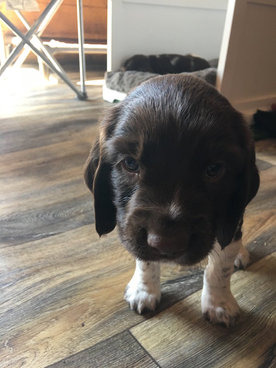 ChesterForShort tweet picture