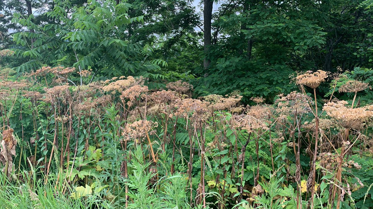 散歩さん@冬近し on X