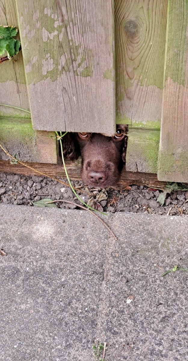 Otter says Hi !!! #WorkingCockerSpaniel #Otter