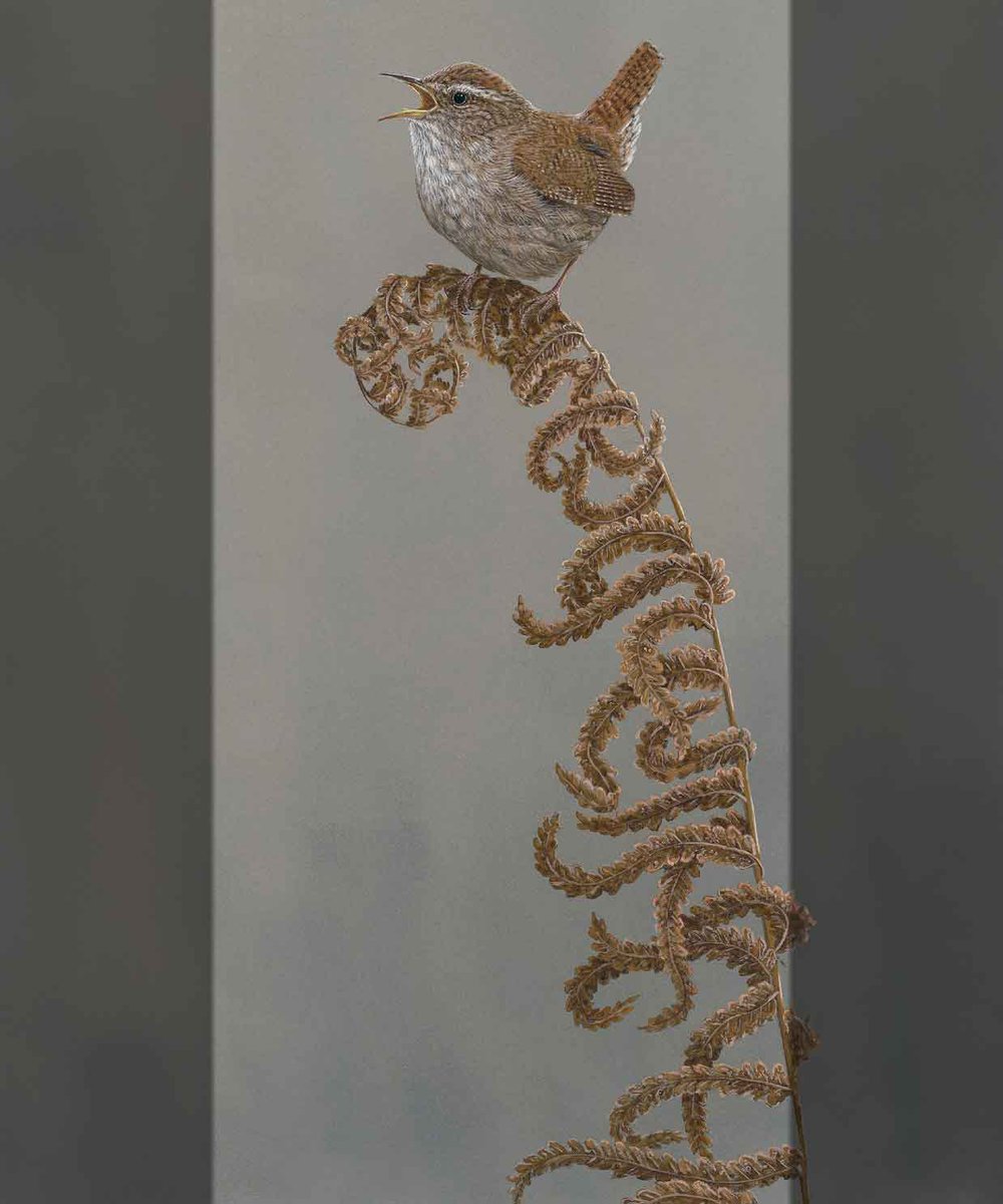 I named this art print 'Jenny Wren' 🐦‍⬛🖼️
robertefuller.com/products/jenny…