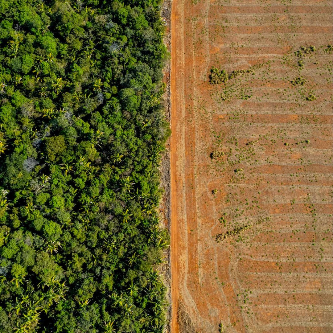 WWFFrance's tweet image. 🐝 En Amazonie, au Mato Grosso, la forêt disparaît. 
 Mais des familles résistent… avec du miel ! 🍯 L’#EffetPanda
Avec le programme ARPA et notre soutien, elles parviennent à se reconvertir pour produire un miel local de qualité, tout en protégeant la forêt amazonienne 🌳 
 
🔗…