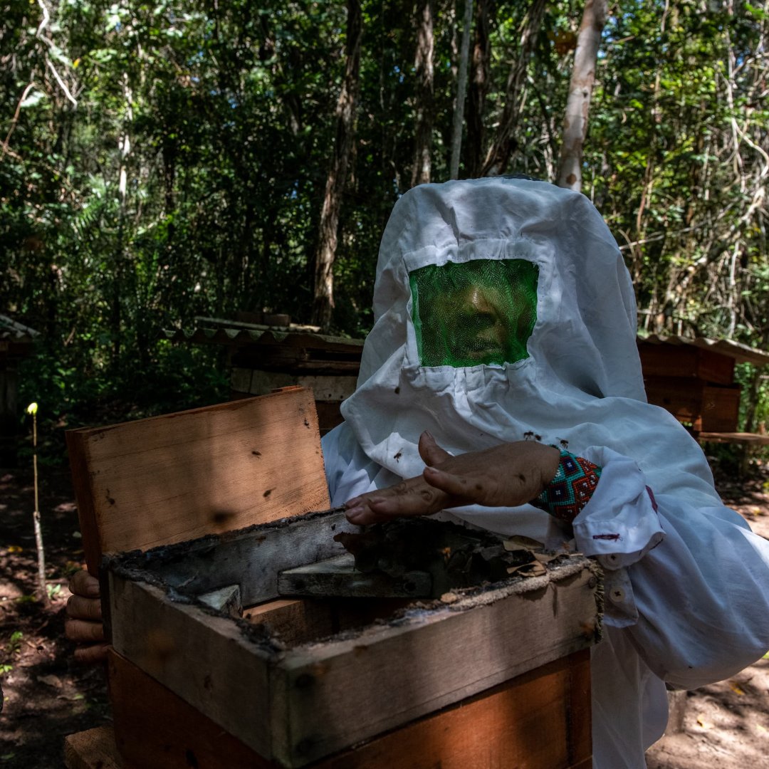 WWFFrance's tweet image. 🐝 En Amazonie, au Mato Grosso, la forêt disparaît. 
 Mais des familles résistent… avec du miel ! 🍯 L’#EffetPanda
Avec le programme ARPA et notre soutien, elles parviennent à se reconvertir pour produire un miel local de qualité, tout en protégeant la forêt amazonienne 🌳 
 
🔗…