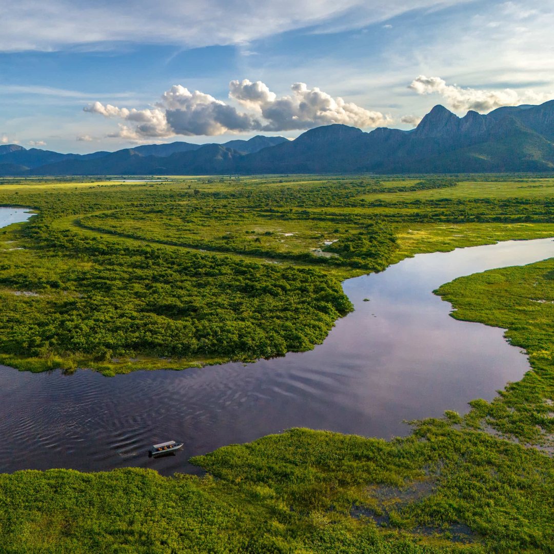 WWFFrance's tweet image. 🐝 En Amazonie, au Mato Grosso, la forêt disparaît. 
 Mais des familles résistent… avec du miel ! 🍯 L’#EffetPanda
Avec le programme ARPA et notre soutien, elles parviennent à se reconvertir pour produire un miel local de qualité, tout en protégeant la forêt amazonienne 🌳 
 
🔗…