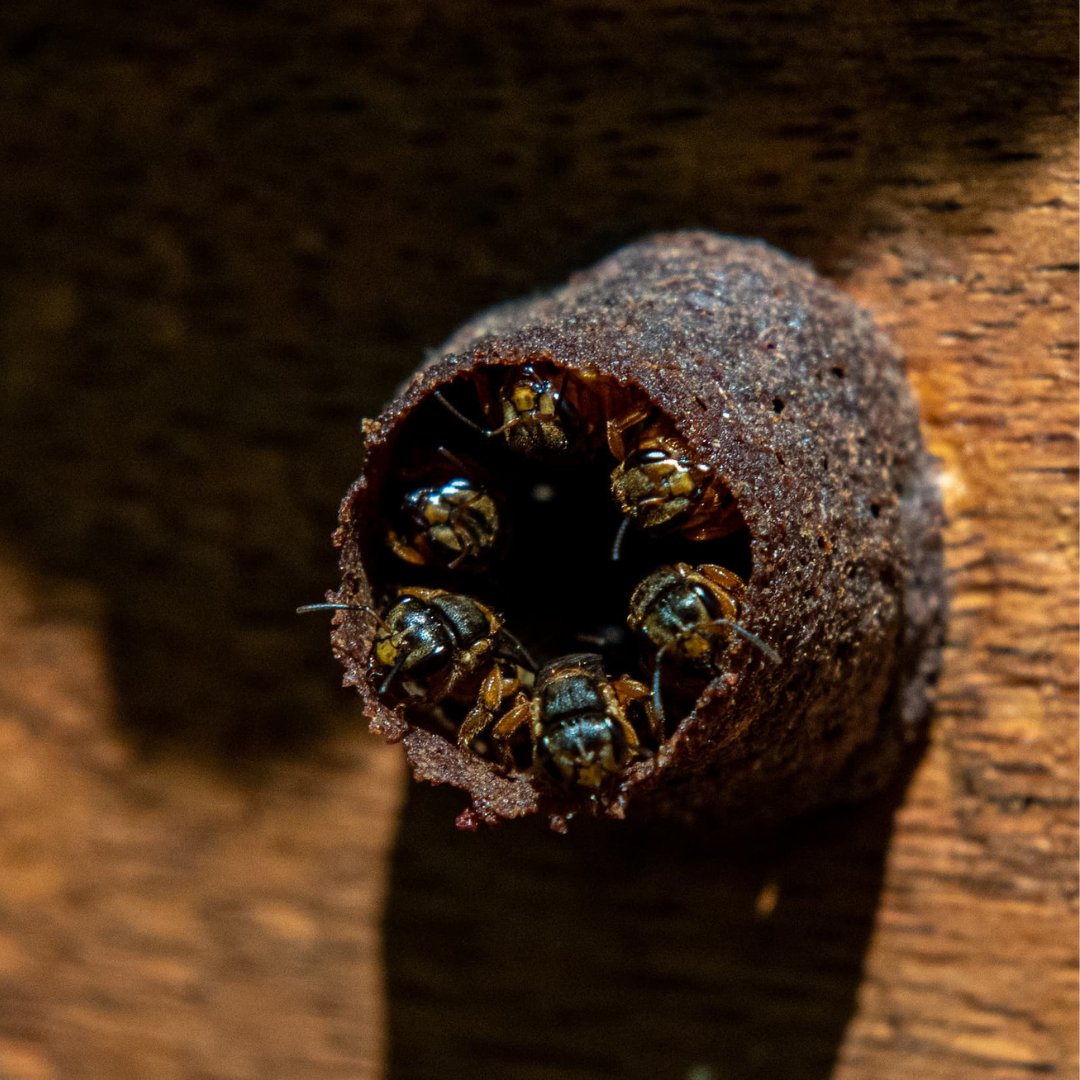 WWFFrance's tweet image. 🐝 En Amazonie, au Mato Grosso, la forêt disparaît. 
 Mais des familles résistent… avec du miel ! 🍯 L’#EffetPanda
Avec le programme ARPA et notre soutien, elles parviennent à se reconvertir pour produire un miel local de qualité, tout en protégeant la forêt amazonienne 🌳 
 
🔗…