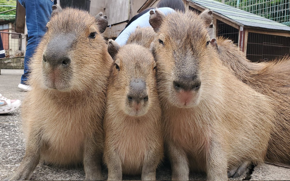 nn930310's tweet image. むぎゅむぎゅ