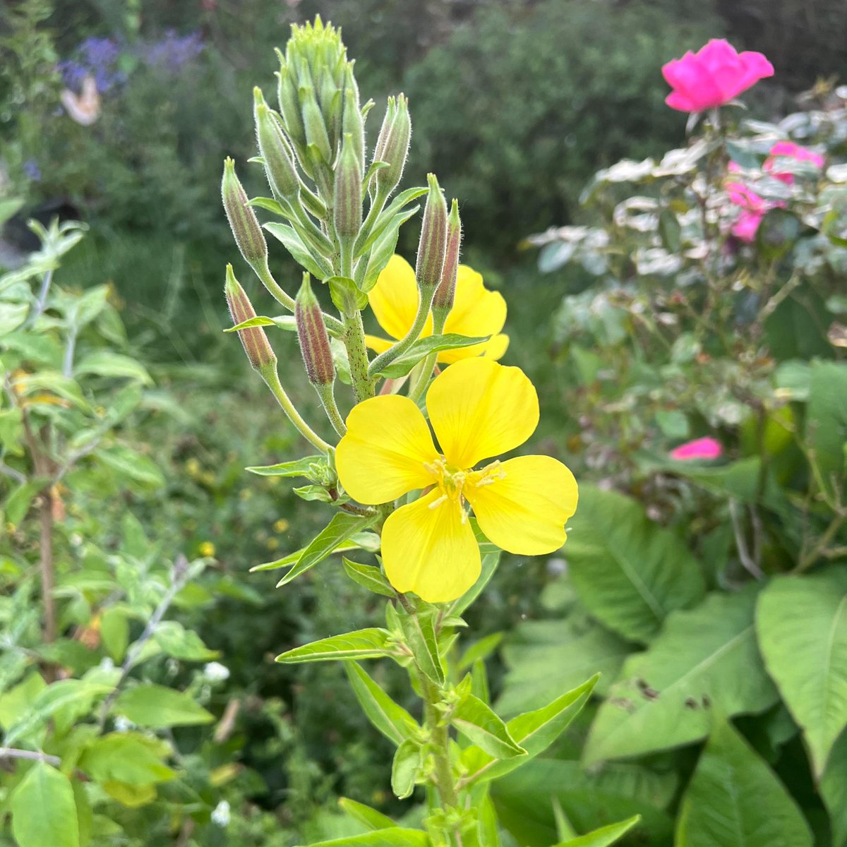 Eigenlijk is het geen inheems plantje: de #teunisbloem Maar wel super mooi, insecten zijn er dol op en de zaadjes straks zijn een feest voor vogels. 💚 #biodiversiteit #nofilter #noai