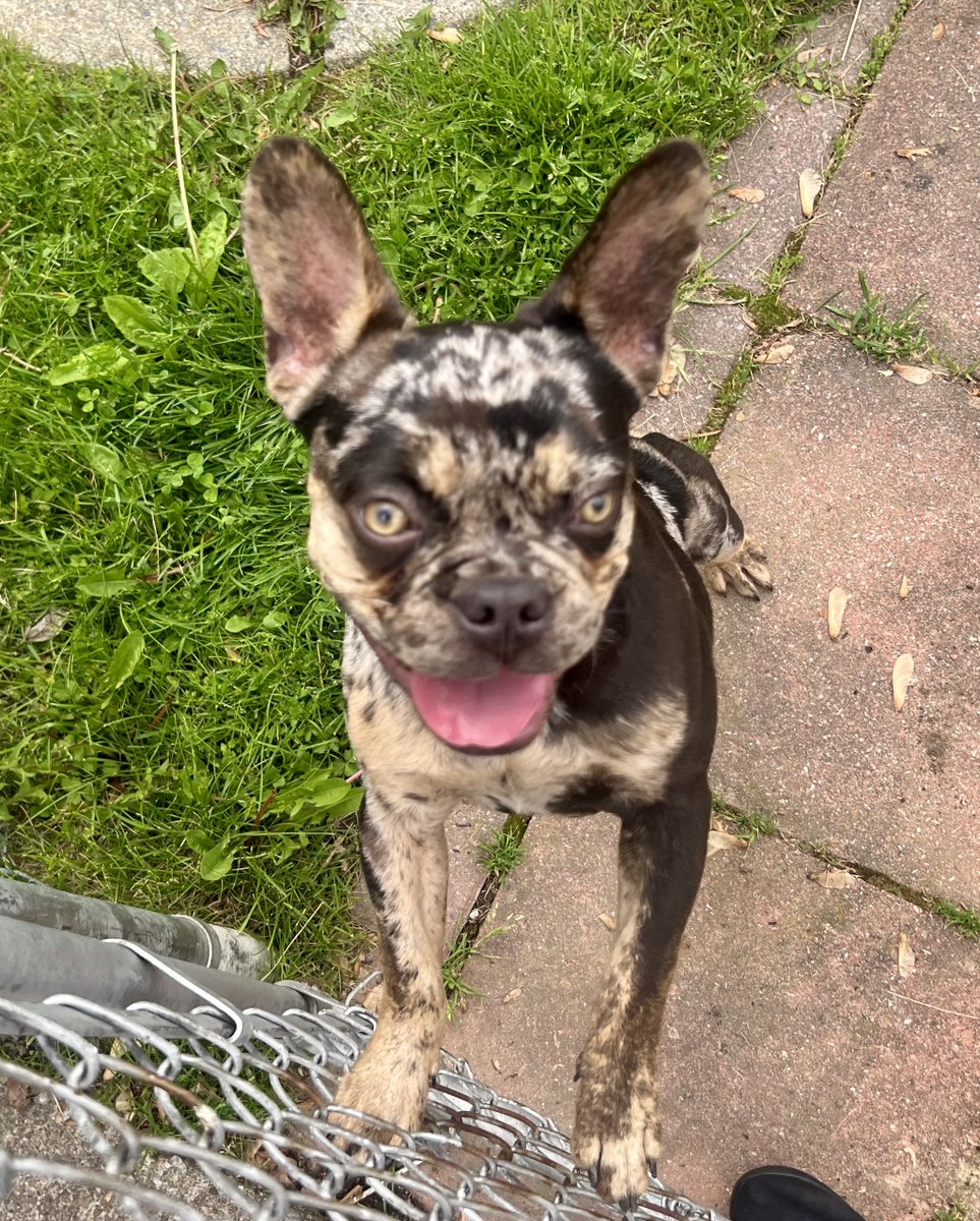 PawBoost tweet media