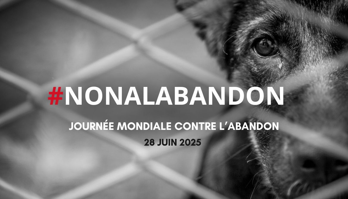 😿 L'abandon des animaux est un fléau chaque été renouvelé et les refuges sont submergés par l'arrivée massive de chiens, de chats et de NAC. 
🧑‍⚖️La Fondation #30millionsdamis rappelle que l'abandon est un délit puni de 3 ans d'emprisonnement et 45.000€ d'amende ! #NONALABANDON