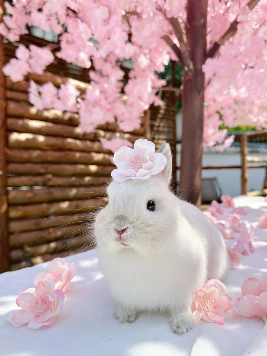 Why you should have a rabbit (@shouldhaverabit) on Twitter photo 