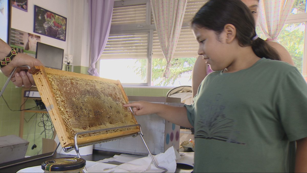 Agrosfera (@agrosfera_tve) on Twitter photo 🐝En Galicia los apicultores intentan proteger la abeja negra ibérica con un programa de cría y reproducción.
🍯En Logroño los alumnos del colegio Duquesa de la Victoria han aprendido la importancia de estos insectos.
<a href="/RTVELaRioja/">RTVELaRioja</a>
<a href="/RTVEGalicia/">RTVEGalicia</a> 🐝En Galicia los apicultores intentan proteger la abeja negra ibérica con un programa de cría y reproducción.
🍯En Logroño los alumnos del colegio Duquesa de la Victoria han aprendido la importancia de estos insectos.
<a href="/RTVELaRioja/">RTVELaRioja</a>
<a href="/RTVEGalicia/">RTVEGalicia</a>