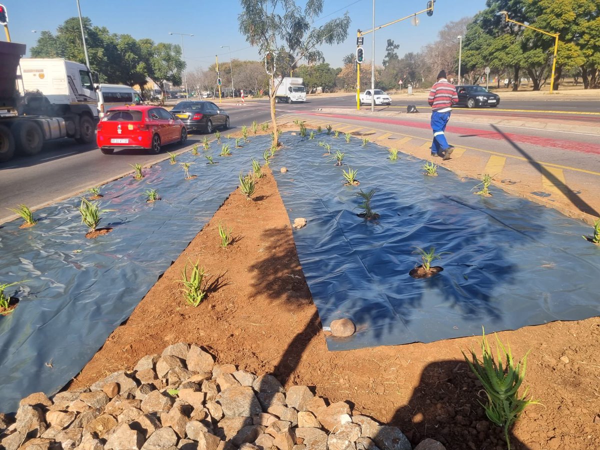 Dr Nasiphi Moya (@nasiphim) on Twitter photo We want a beautiful City that’s populated with trees and dignified landscaping. These pictures are from Wonderboom. One by One! <a href="/CityTshwane/">City of Tshwane</a> We want a beautiful City that’s populated with trees and dignified landscaping. These pictures are from Wonderboom. One by One! <a href="/CityTshwane/">City of Tshwane</a>