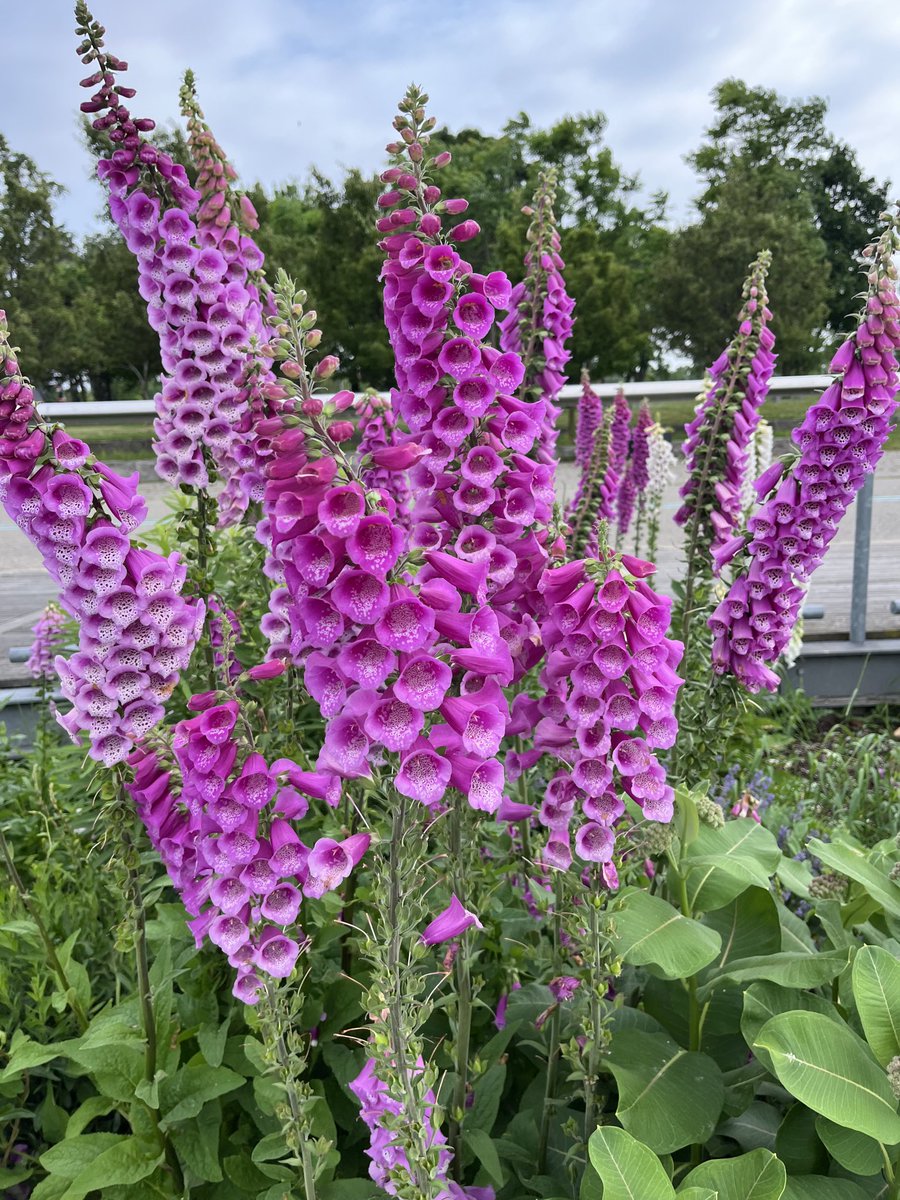 Happy Canada Day long weekend and may your flowers bloom bright! #canadaday #canada #longweekend