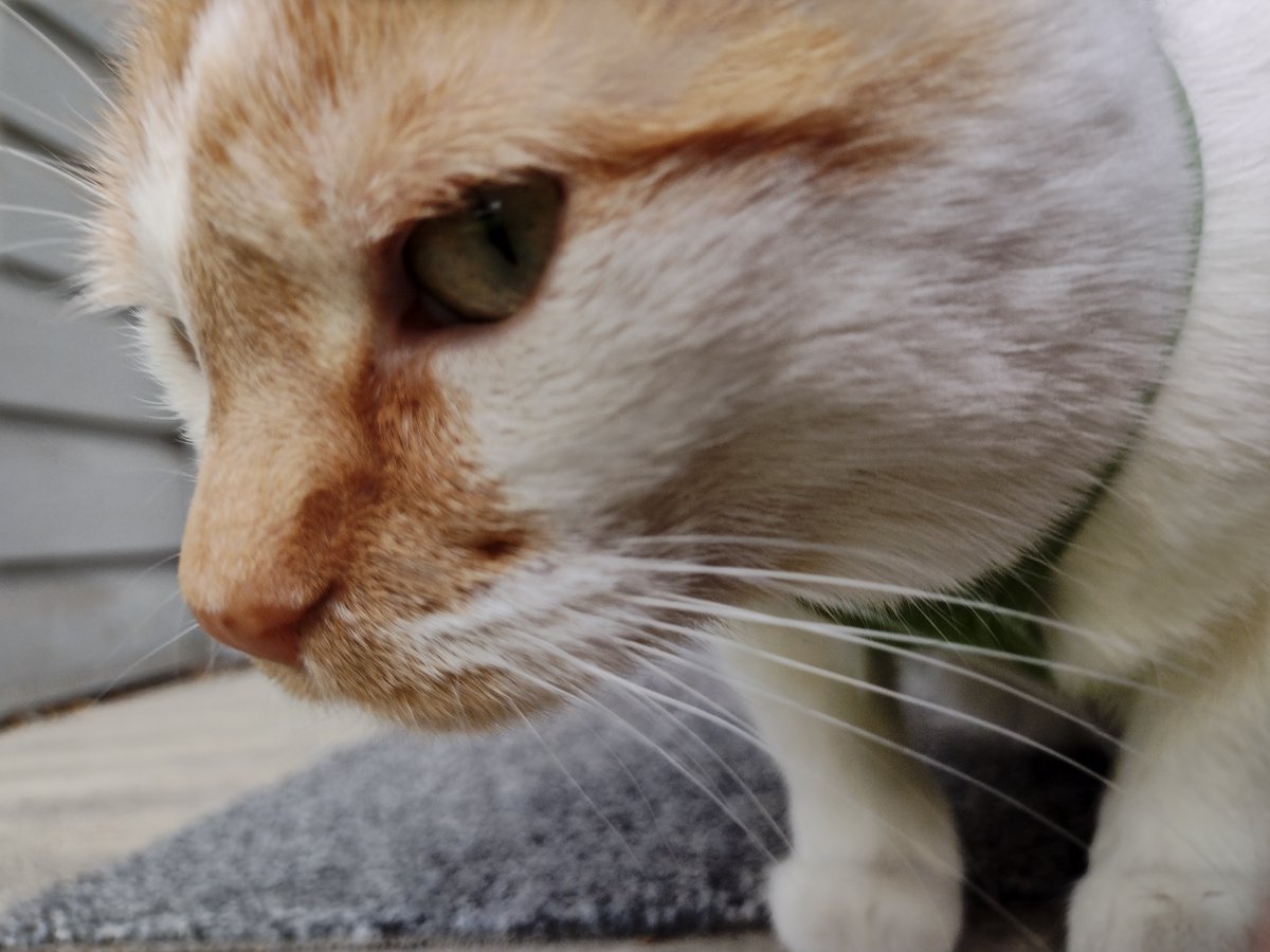 Zombees fink dey cleber
But dey not get past me
I fite dem til dey dedded
Or dey so skared dey flee

Zombees, I is waching
Yor badness will not pass
I noe ware yoo is hiding
Yor smellyer den bum!

#CheddarPoetry #Zombees #IDedDemAll #DeySmellWorserDenMyPoopys #IProtekEberyone