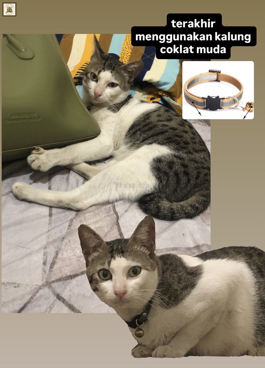 kcg! mohon bantuannya teman-teman, kucing aku hilang di sekitaran Ummi pet care (Parahu, Sukamulya, Tangerang) Akan ada imbalan untuk yang bisa menemukan.