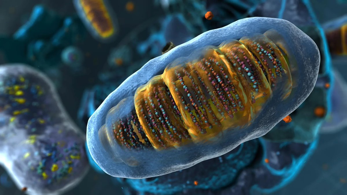 Einstein Research: Understanding the Mechanisms Behind Disease-Induced Mitochondrial Damage

Learn more at bit.ly/3I6DJiD.

#research #science