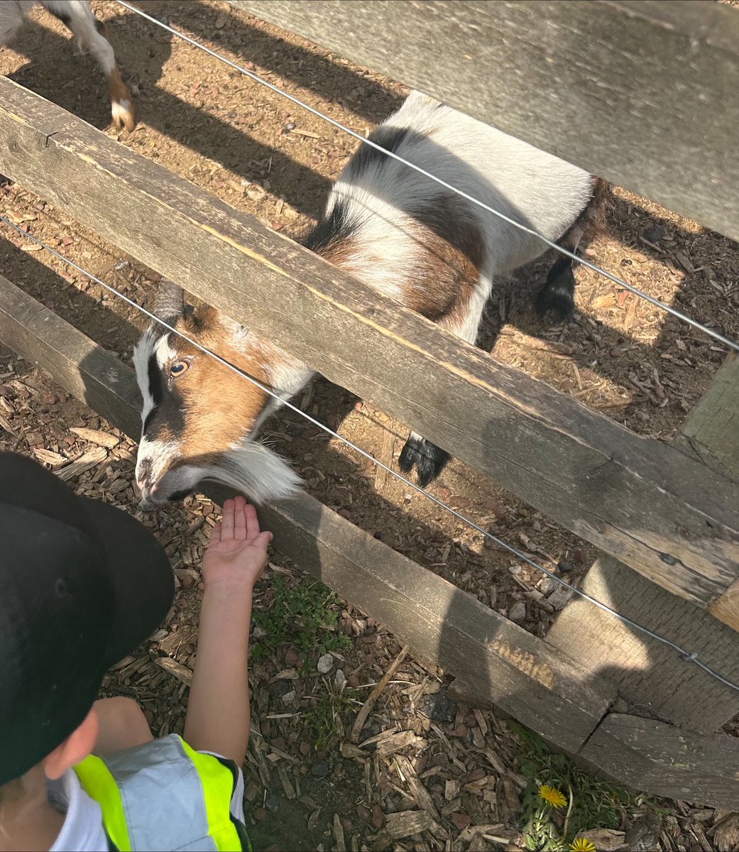 Woodfield Primary School tweet media