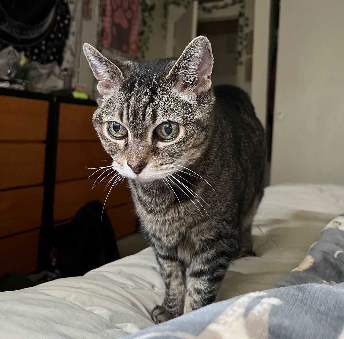 WishesRescue's tweet photo. 💔 Mimi Has No One...

This playful senior loves blanket forts and cuddles, but after 6 months with NO applications, she’s now losing her foster home.

Mimi is running out of time before she is returned to Sanctuary life. Please help us find her the love she deserves! #Tucson https://t.co/TZHPkPnxCk