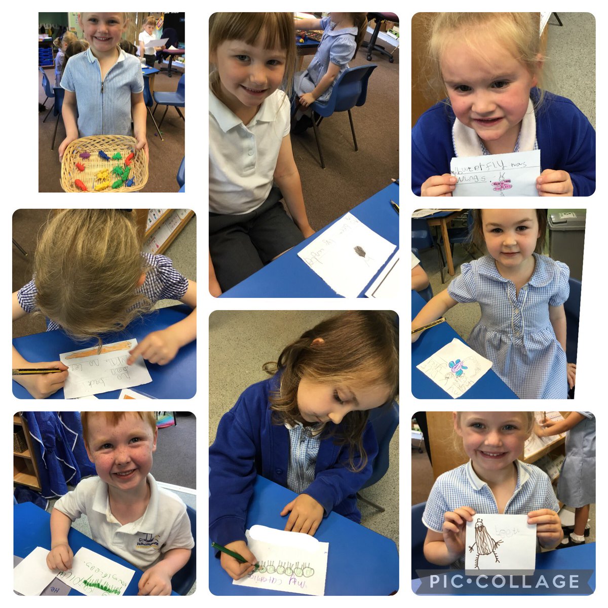 This afternoon in Science we have been learning about different insects and invertebrates. We drew a picture of our favourite insect and then wrote a sentence about it. <a href="/SchoolWhitegate/">Whitegate C/E School</a>