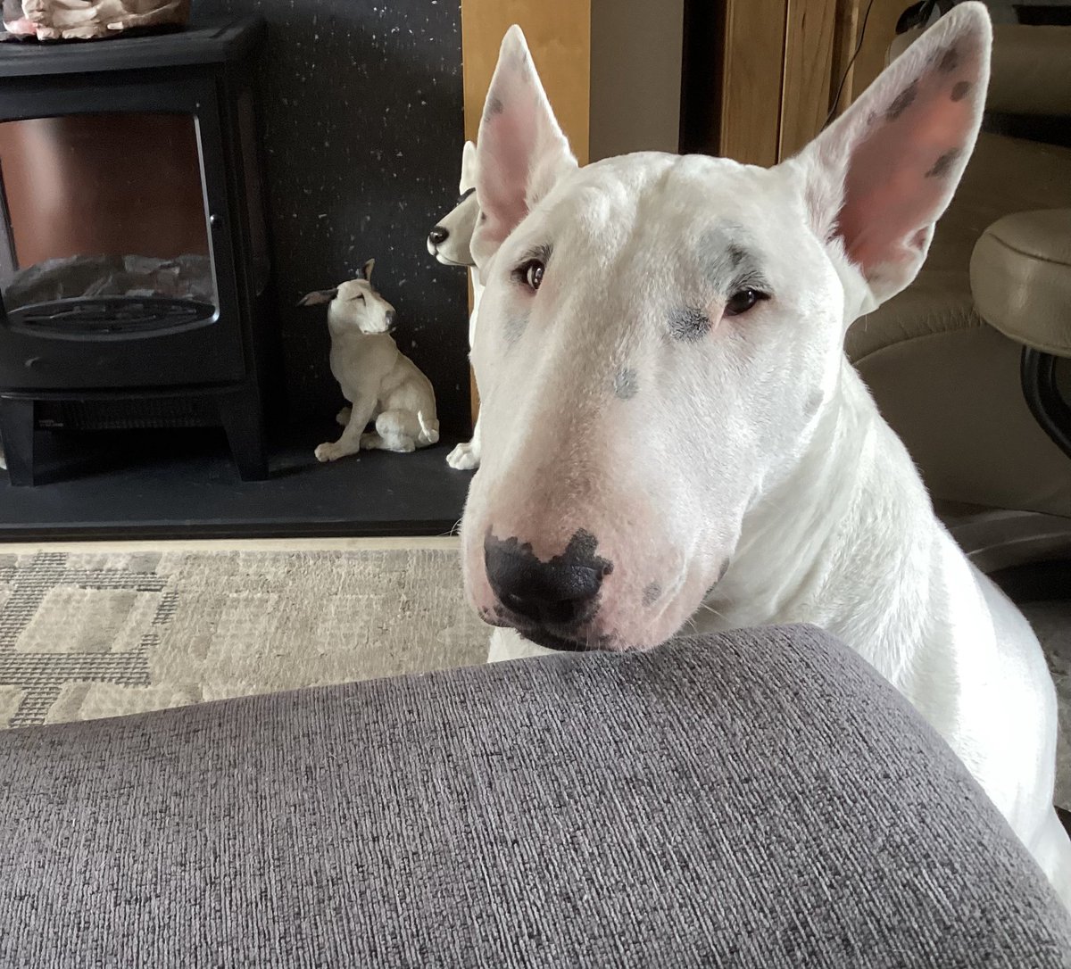 Wants feeding 🙄 he’s at least an hour too early ….