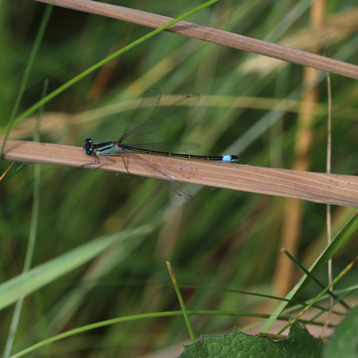 Common Blue-tailed #Damselfly
Ischnura elegans
Rinnghorm Coiteann

Widespread around ponds &amp; lakes, streams, canals, peaty pools &amp; likes areas with submerged, emergent &amp; floating plants.

Flight period May to Sept.

Both sexes have bicoloured spots on the front edge of the wing.