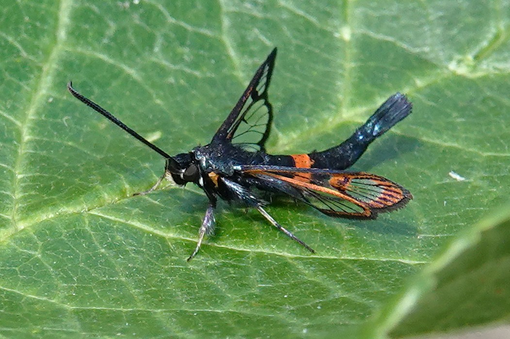 dartfordtrapper's tweet image. Red-belted Clearwing in the garden this afternoon. Dartford VC16.