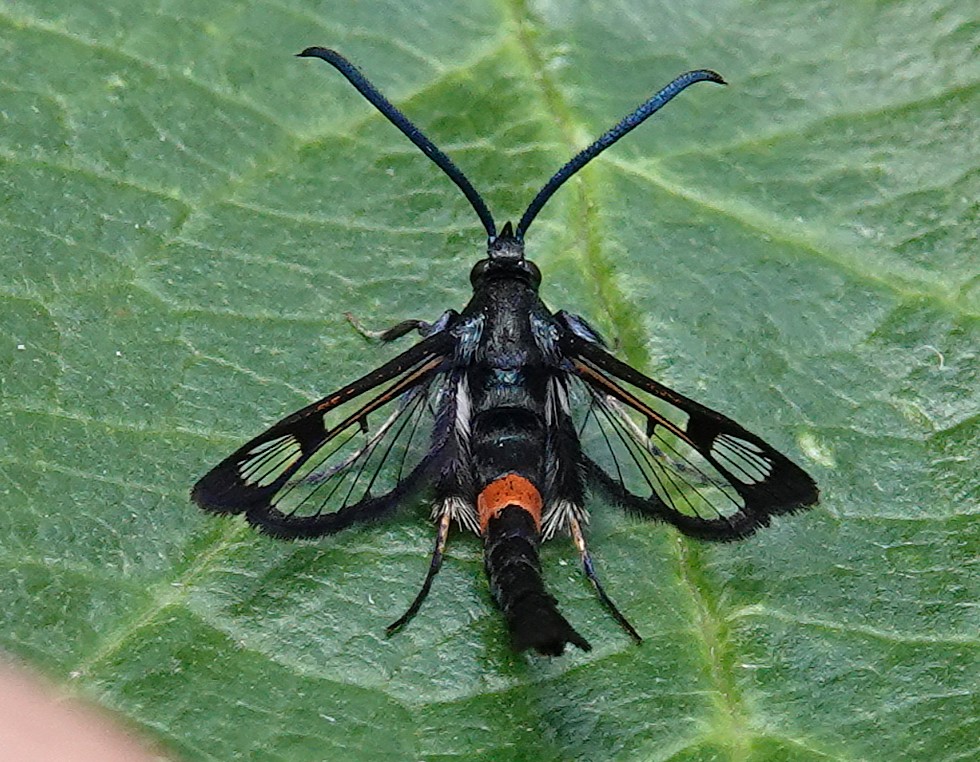 dartfordtrapper's tweet image. Red-belted Clearwing in the garden this afternoon. Dartford VC16.