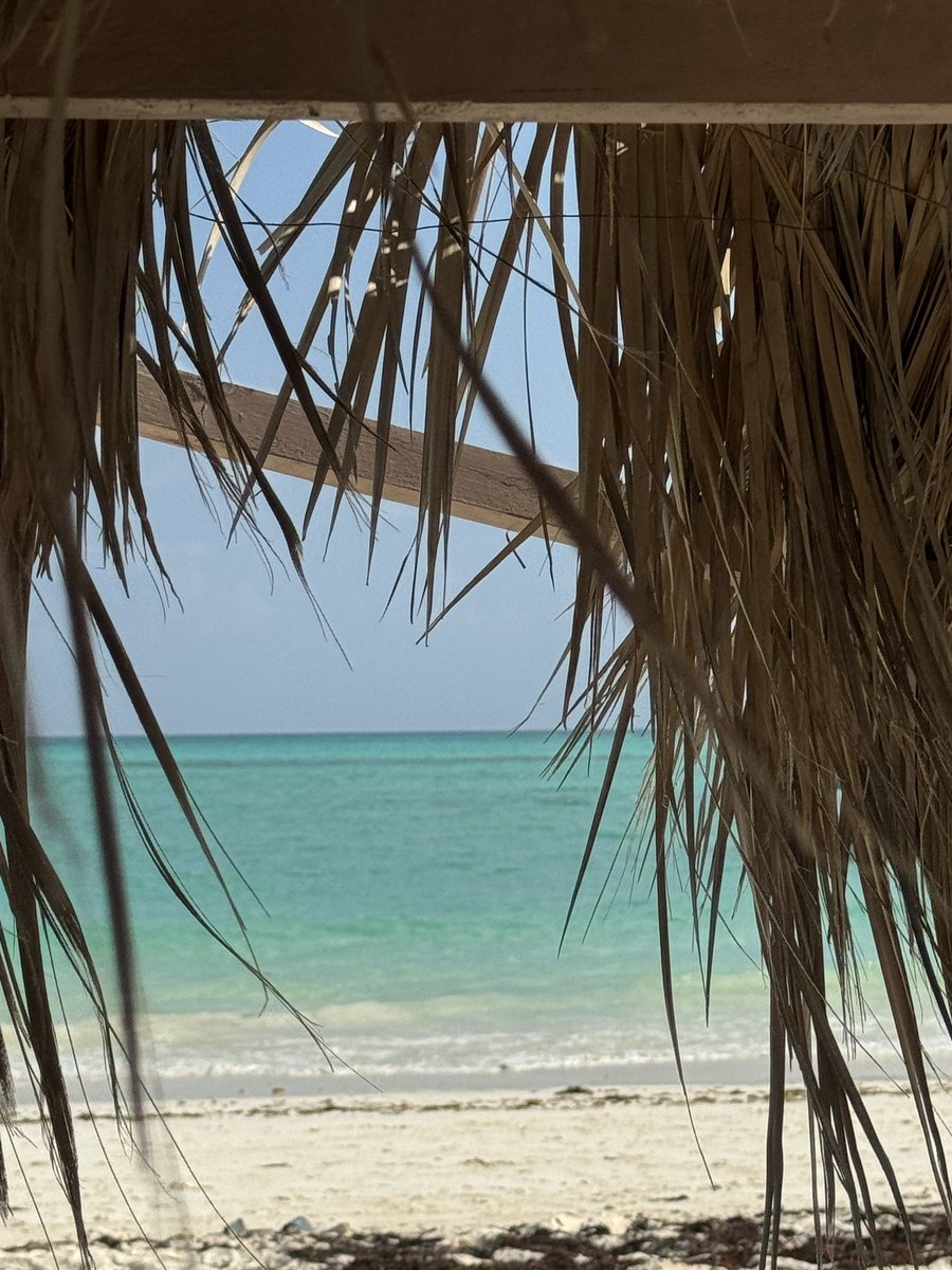 🇩🇯 tweet media