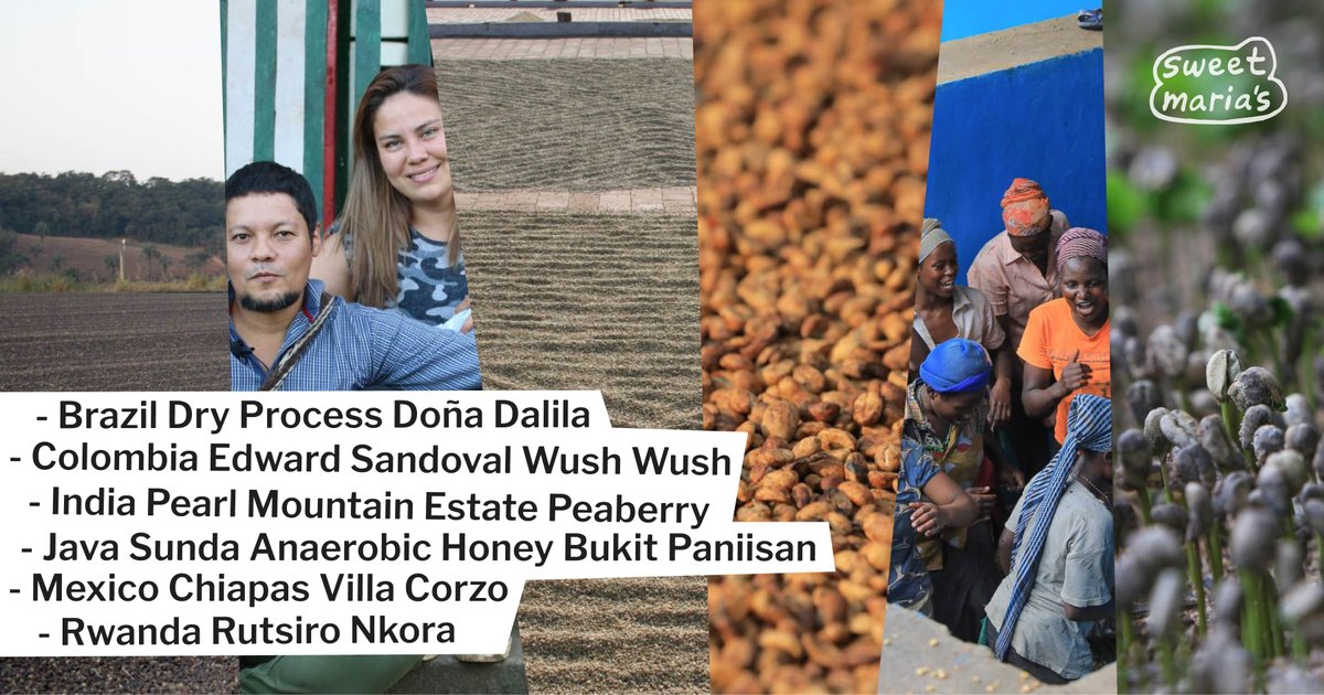 Just listed: A clean, delicate Colombian Wush Wush, a velvety Brazilian dry process, a bassy, bittersweet Java anaerobic honey, a classic India Pearl Mountain peaberry, nutty Mexican coffee from Chiapas, and a balanced Rwandan coffee.

Shop now: sweetmarias.com/catalogsearch/…