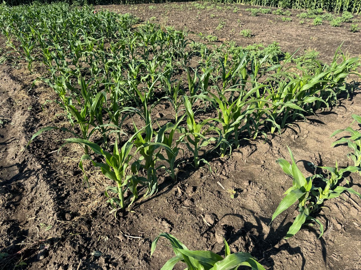 James Schnable (@szintri) on Twitter photo Corn genetics labs thrive when graduate students invest their time in a nursery that will support experiments long after they've graduated and moved on to bigger and better things. Thank you <a href="/WaqarAli325/">Waqar Ali</a> <a href="/JensinaDavis/">Jensina Davis</a> <a href="/Harshita17_/">Harshita</a> <a href="/Sofiya_arora/">Sofiya Arora</a>! Corn genetics labs thrive when graduate students invest their time in a nursery that will support experiments long after they've graduated and moved on to bigger and better things. Thank you <a href="/WaqarAli325/">Waqar Ali</a> <a href="/JensinaDavis/">Jensina Davis</a> <a href="/Harshita17_/">Harshita</a> <a href="/Sofiya_arora/">Sofiya Arora</a>!