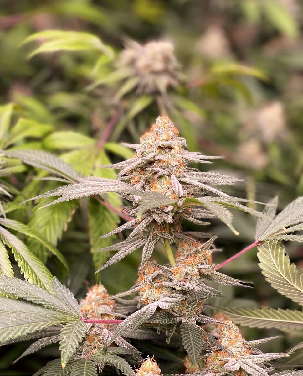 5thBoroGrower's tweet photo. No Filter Needed #packs #yocan #thebomb #lookah #focusv #puffco #dabs #Statenisland #flowers #cannabis #cannabisporn #dabporn #NewYorkcannabis #Grantcity #ucla #doja #710 #labs710 #NYbestkeptsecert #haze #lemoncherrygelato #follow #Blazed https://t.co/DWMw2pByiw