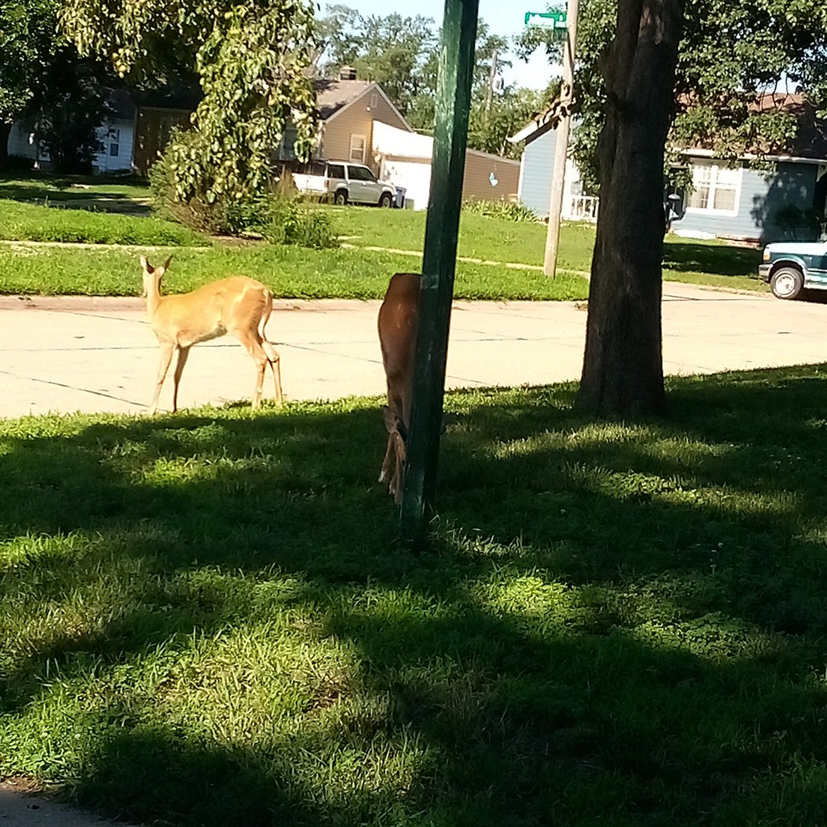 Bubbiewildfire's tweet photo. The Deer came to bless the yard today. #nature #deer https://t.co/Sqlamy4st0