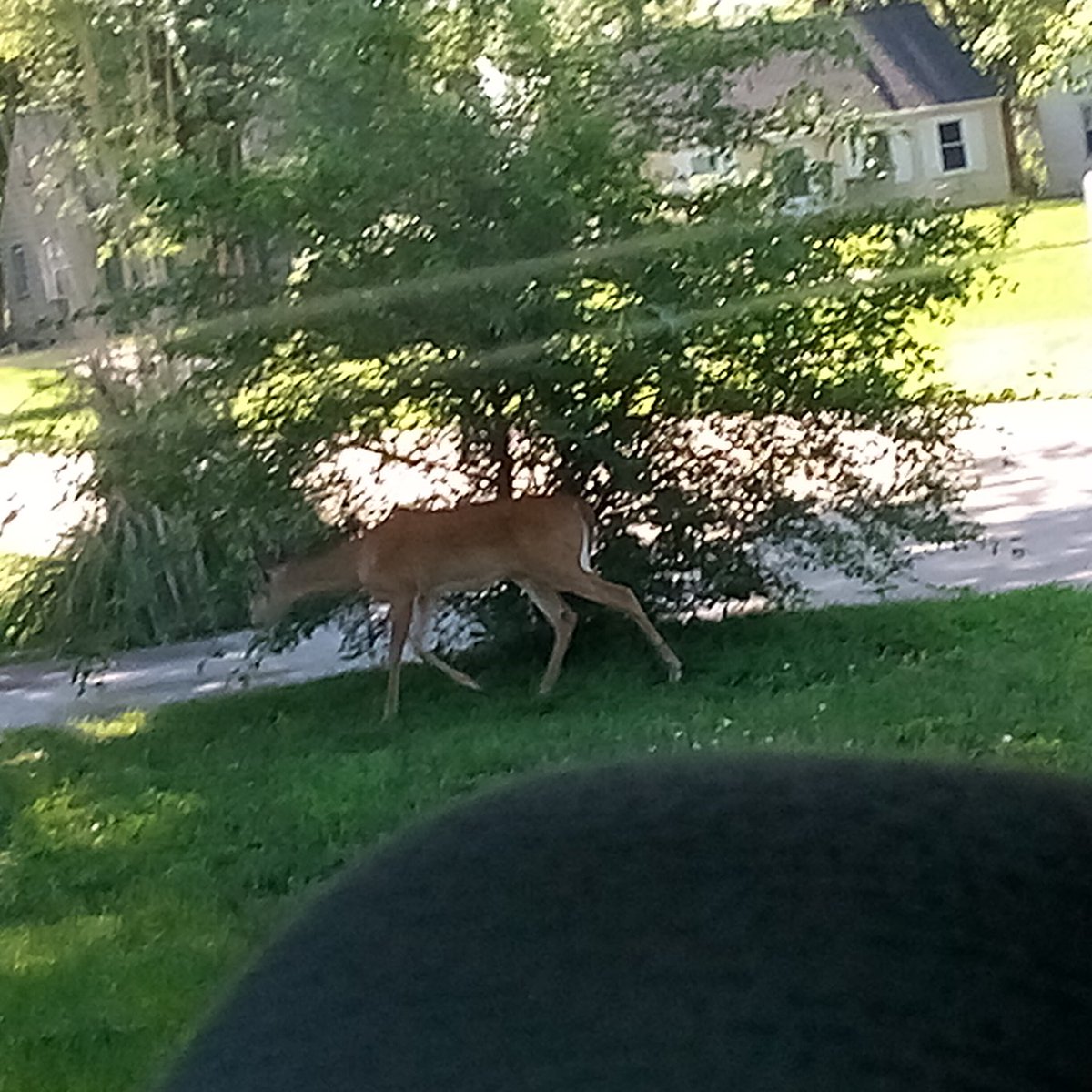 Bubbiewildfire's tweet photo. The Deer came to bless the yard today. #nature #deer https://t.co/Sqlamy4st0