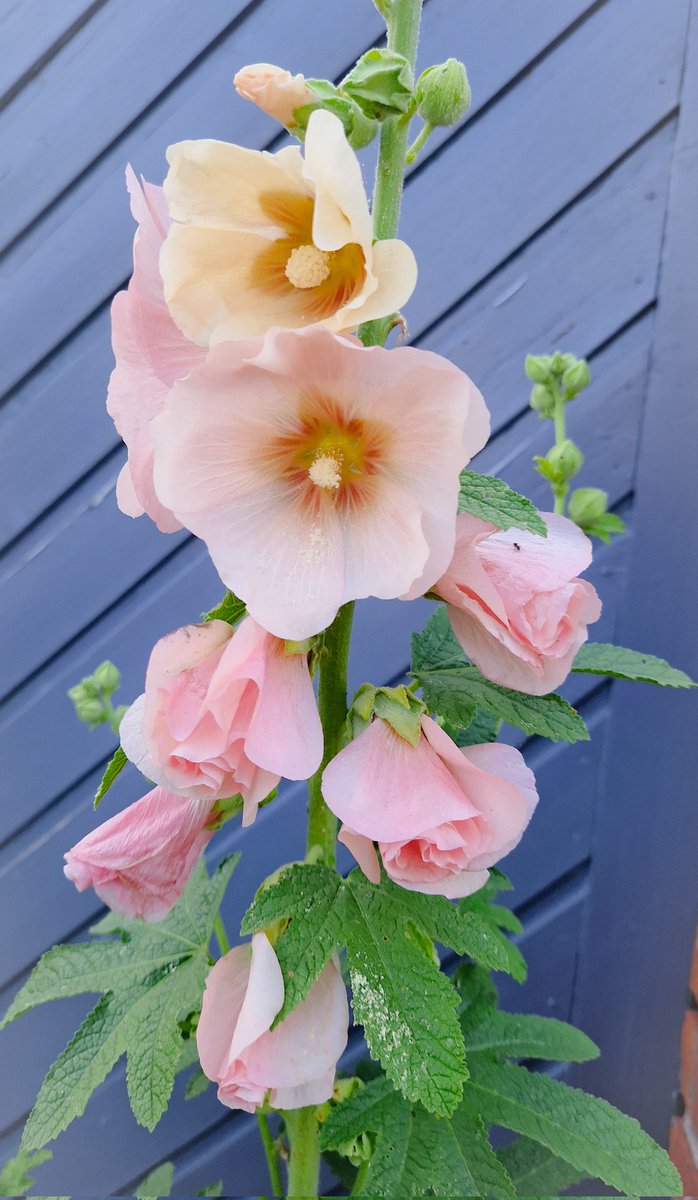 Walked passed this beautiful Hollyhock this evening 🌞🫶🌸