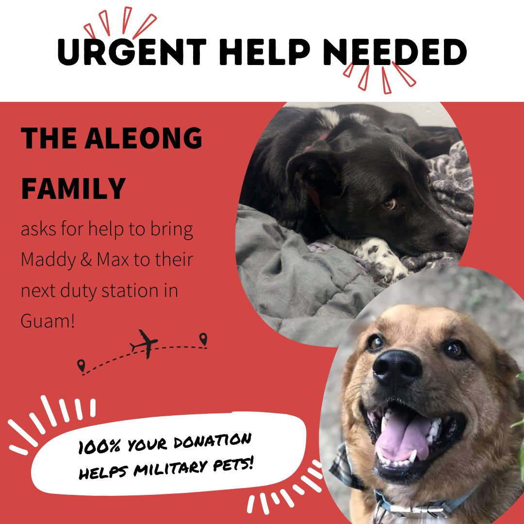 DogsonDeploymnt's tweet image. The cost to fly Maddy and Max to Guam? Nearly $3,000. And that doesn't even include the vet bills, airline fees, and hotel stays while in transit. That’s why Dogs on Deployment’s Pet PCS Program exists.

🔗: donate.dogsondeployment.shop/june-pcs

#DogsonDeployment #MilitaryPCS #FlyThemHome