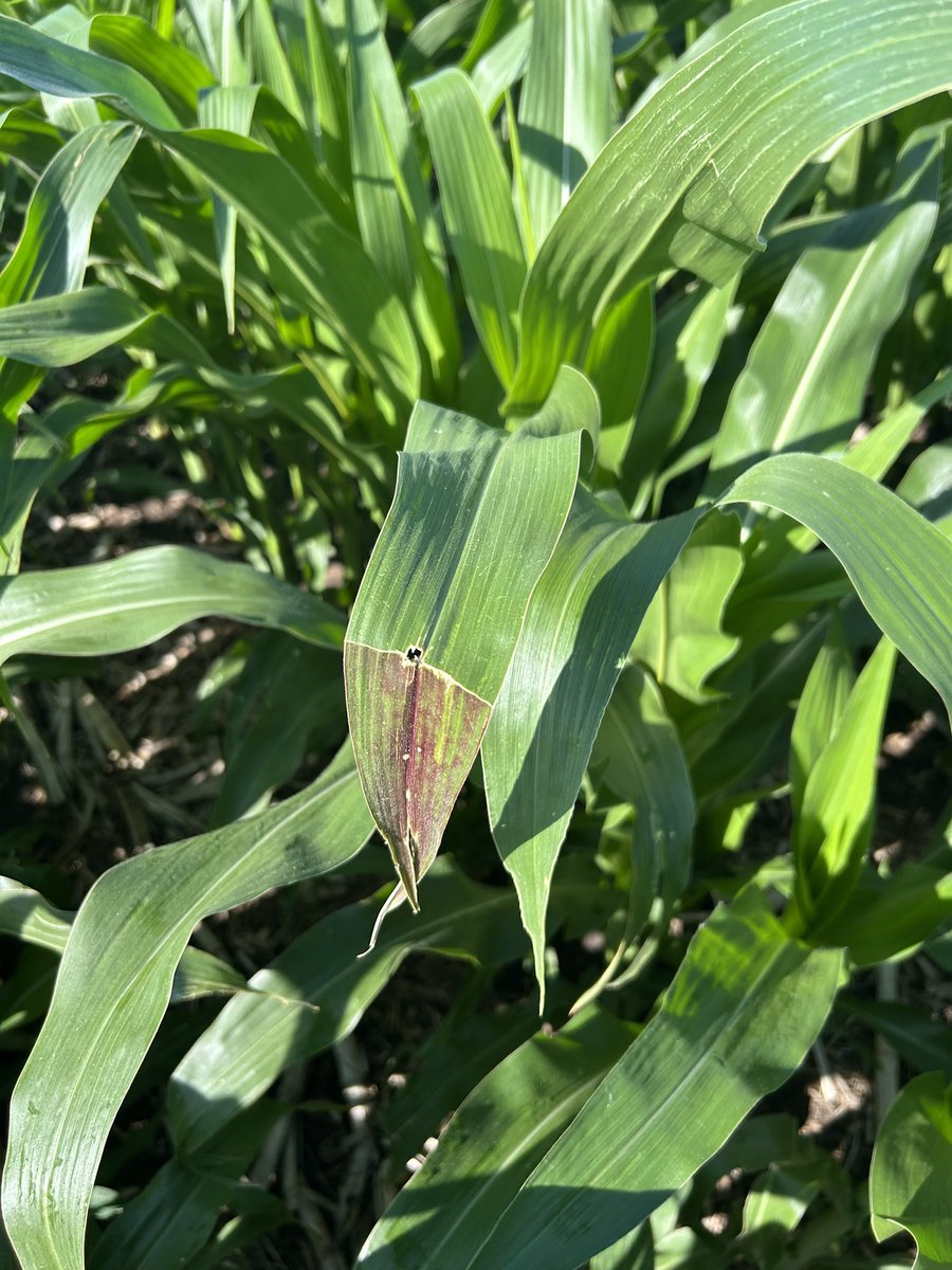 Good visual of sugar accumulation (anthocyanin) in the leaf with restricted movement. In this case it’s due to the leaf being kinked over. I’ve also observed it later in the growing season if the ear is damaged or removed.