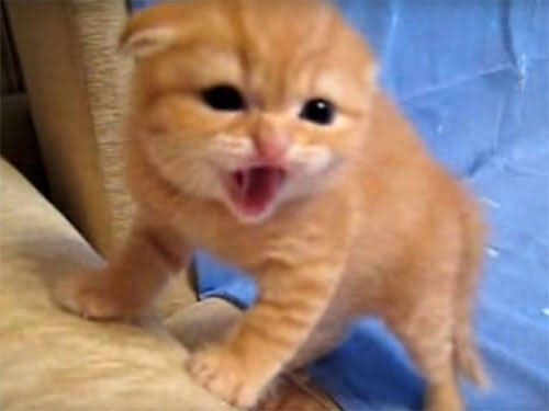 They are small, but have big tempers, but they are still very cute. #pet  #Dailysharing