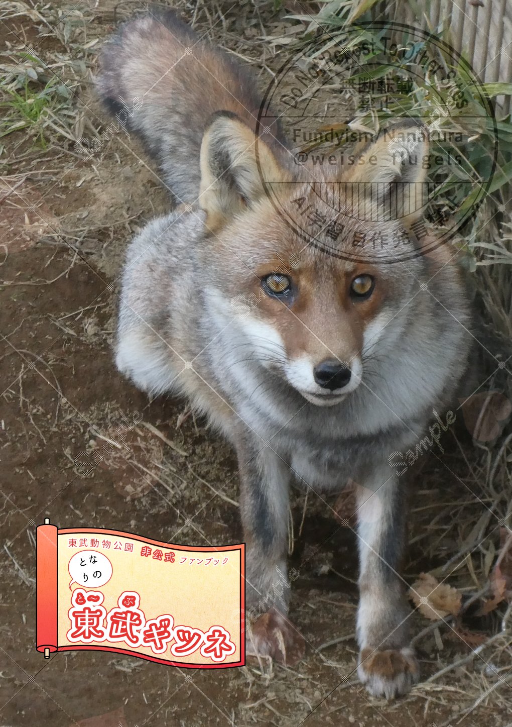 Shun Komai the FOX LOVER🦊 | Black kite. Location:Hokkaido
