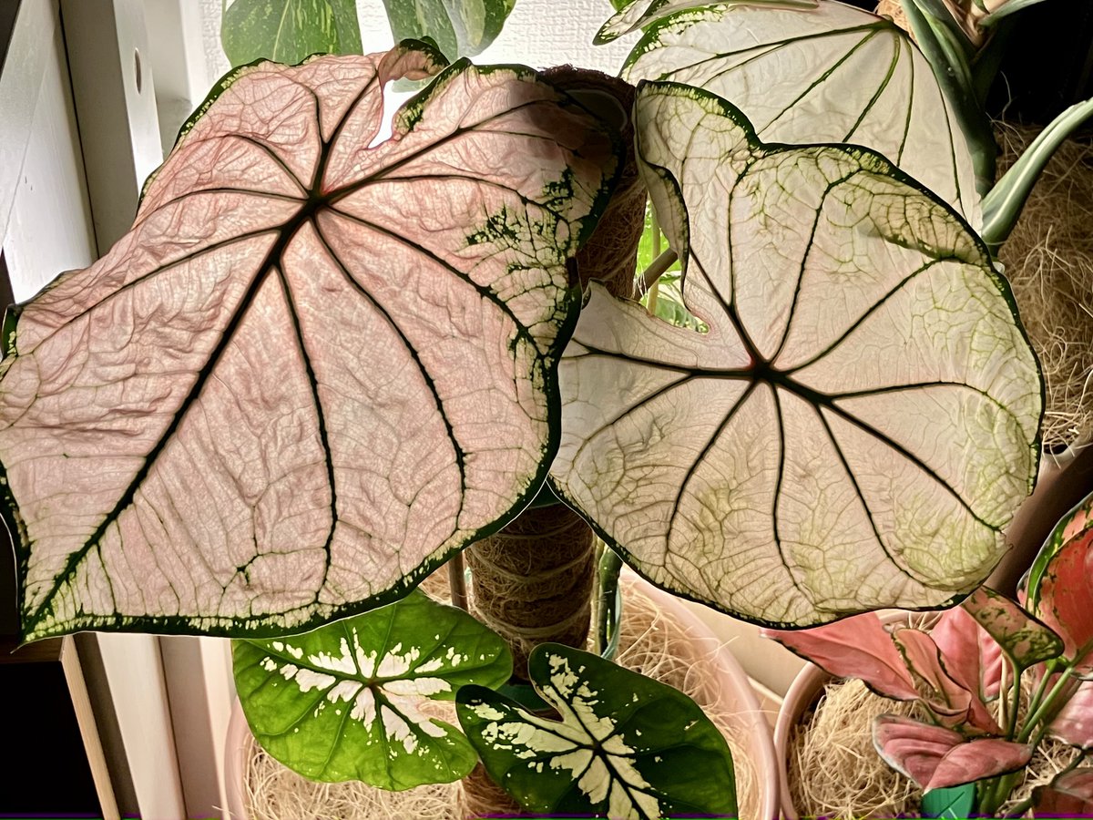 真夜中のカラジウム🌸✨