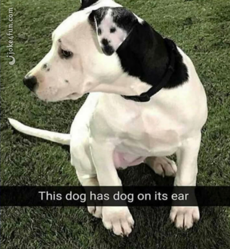 We have had a visitor today who we hope to share with you next week. It is supposed to a hot wkend so please keep your pets cool. If you are worried about an animals welfare or need to report cruelty, please ring 0300 1234 999 or visit rspca.org.uk See you Monday! 😁