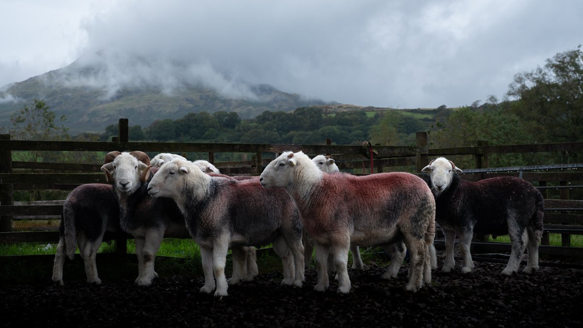 Arnold's best Herdwick tups   #SheepOfTheDay