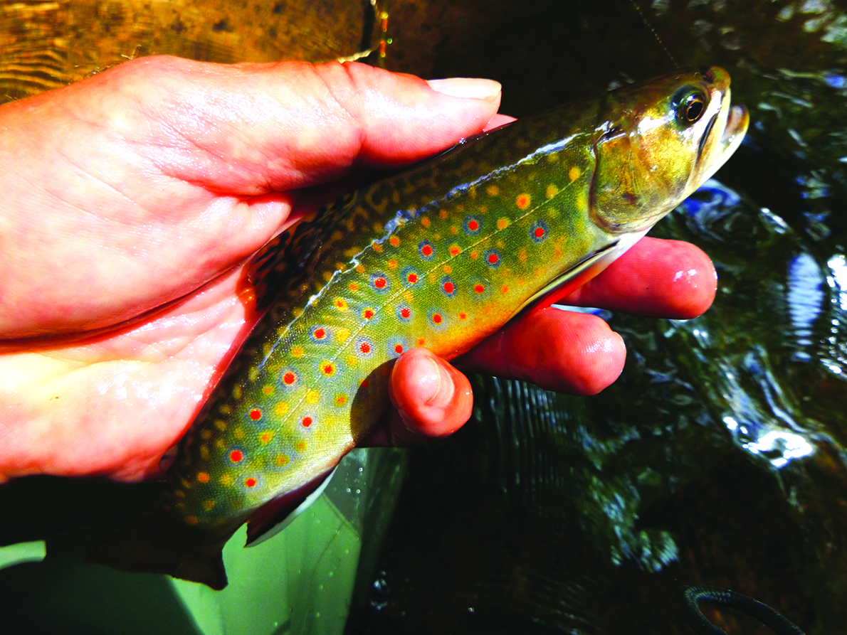 West Branch Susquehanna Now has Wild Trout ow.ly/hVq9106e5cz