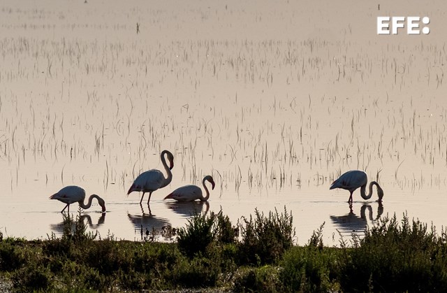 El Espacio Natural de Doñana está afrontando su primer año húmedo desde 2010, lo que ha favorecido la presencia, esta primavera, de más de 240.000 aves acuáticas de 87 especies diferentes